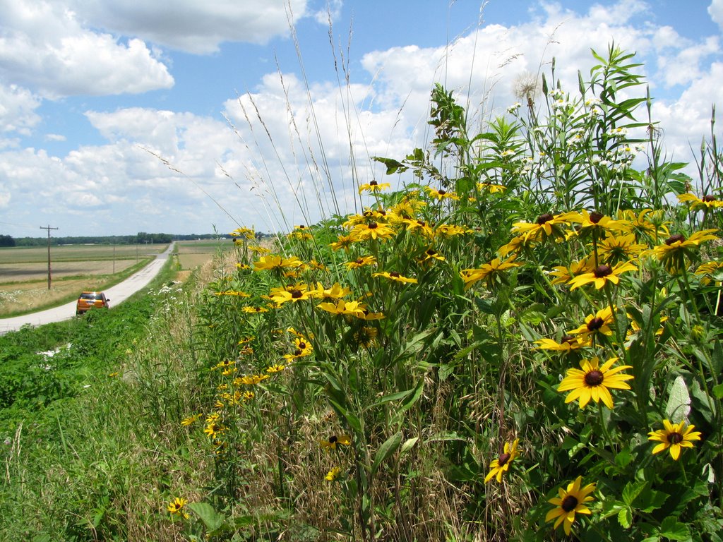 Black-Eyed Susans South of Mascoutah, Зейглер