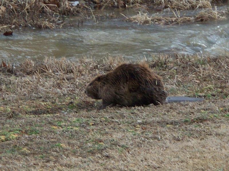 Illinois beaver, Зейглер