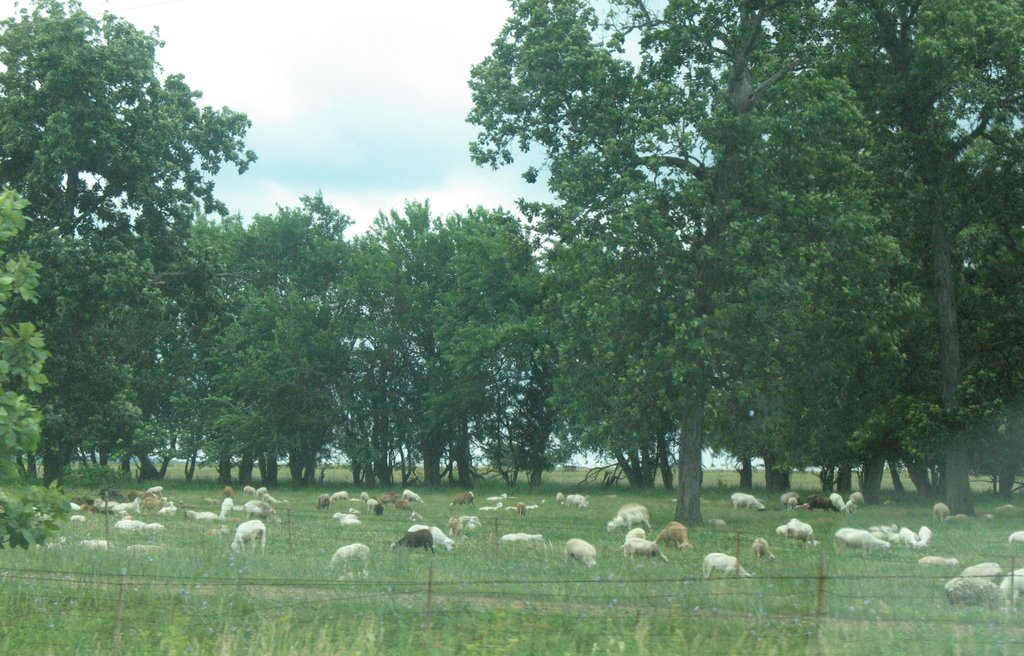 Sheep near Sheffield, Кантон