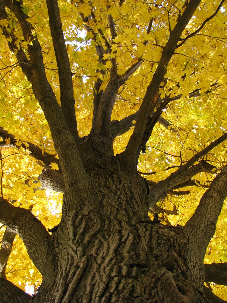 Maple Tree, Кантон