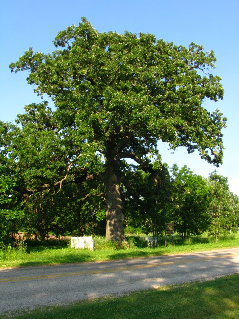 Witness Tree, Кантон