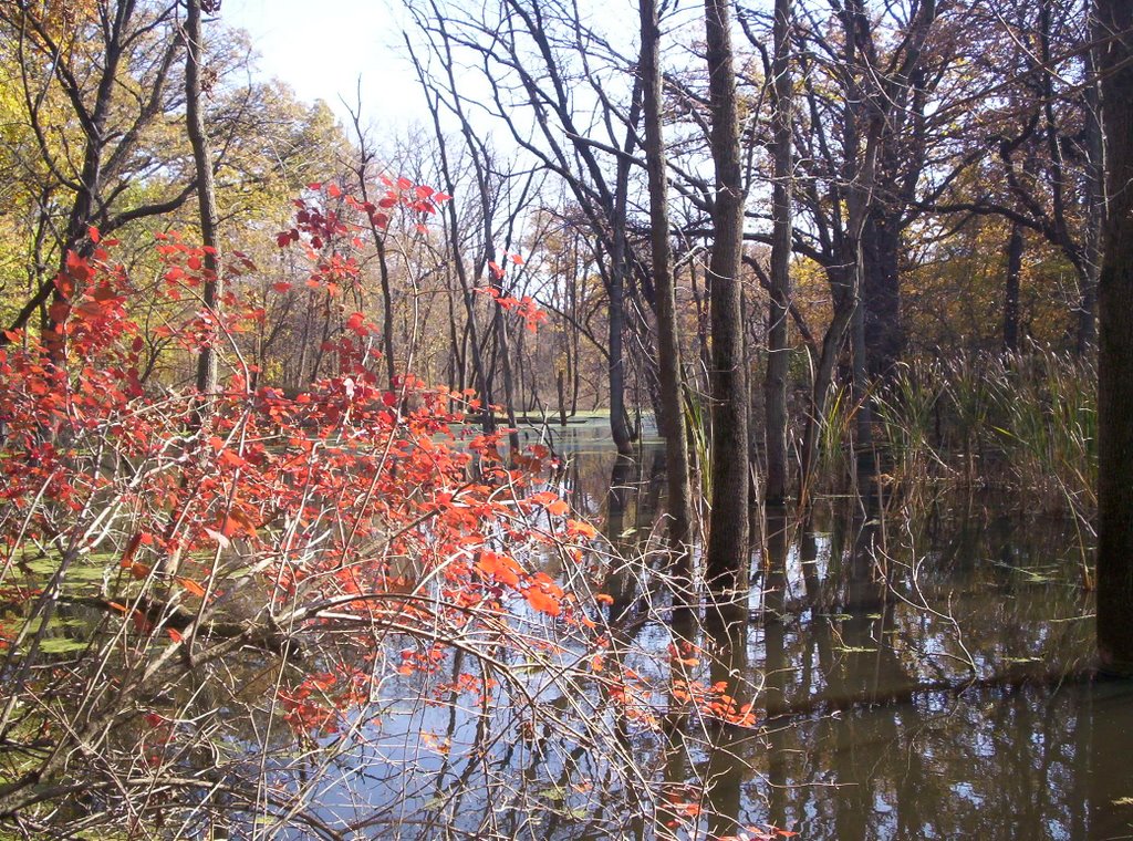 Lagoon at Lansing Woods Forest Preserve, Лансинг