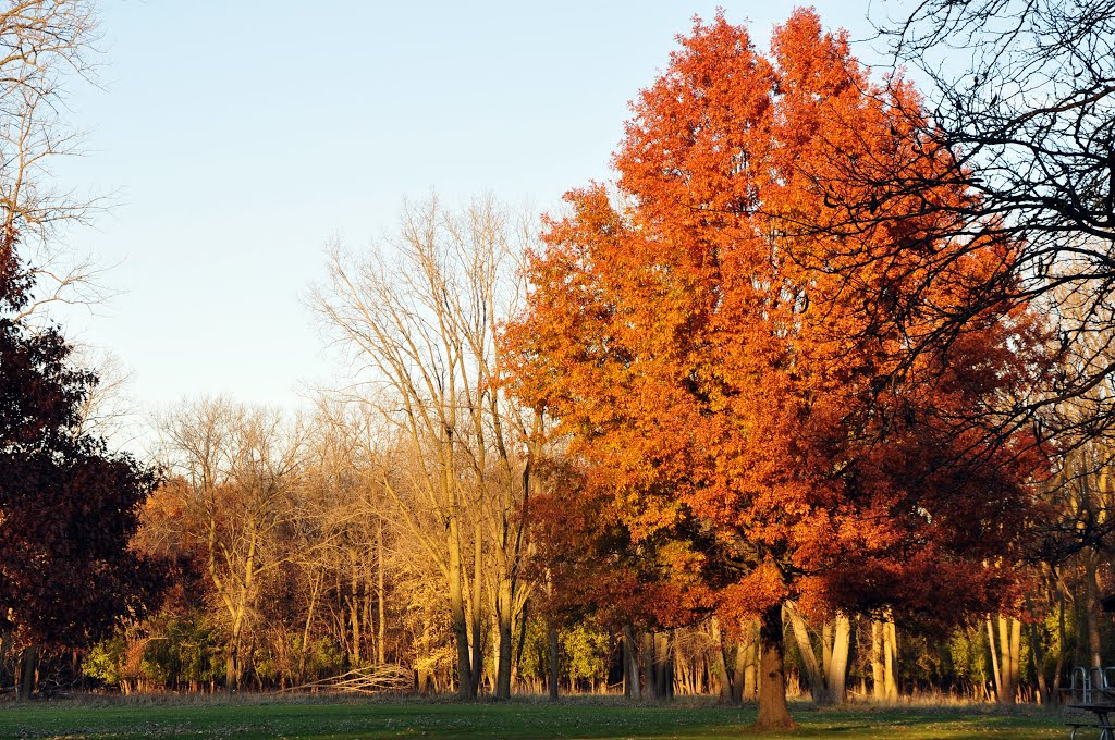 Autumn Colors - St Paul Wood / Morton Grove, Мортон Гров