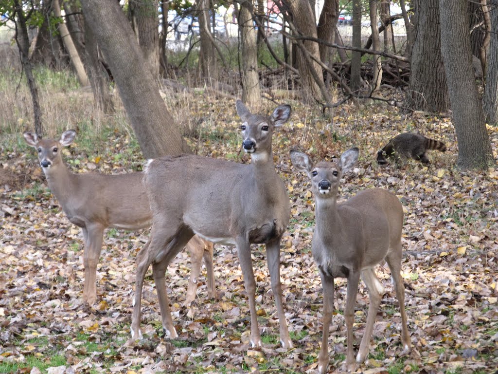 Wow, what does she want, does she have food for us. Well they are young and curious..at St.Pauls Forest Preserve in Morton Grove Illinois, Мортон Гров