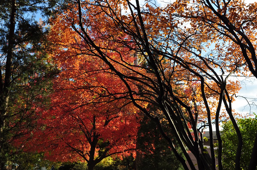 Colors or Autumn - The red in Morton Grove, Мортон Гров