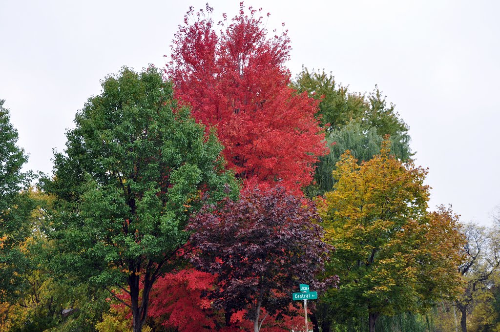 Colors of Autumn - Morton Grove, Мортон Гров