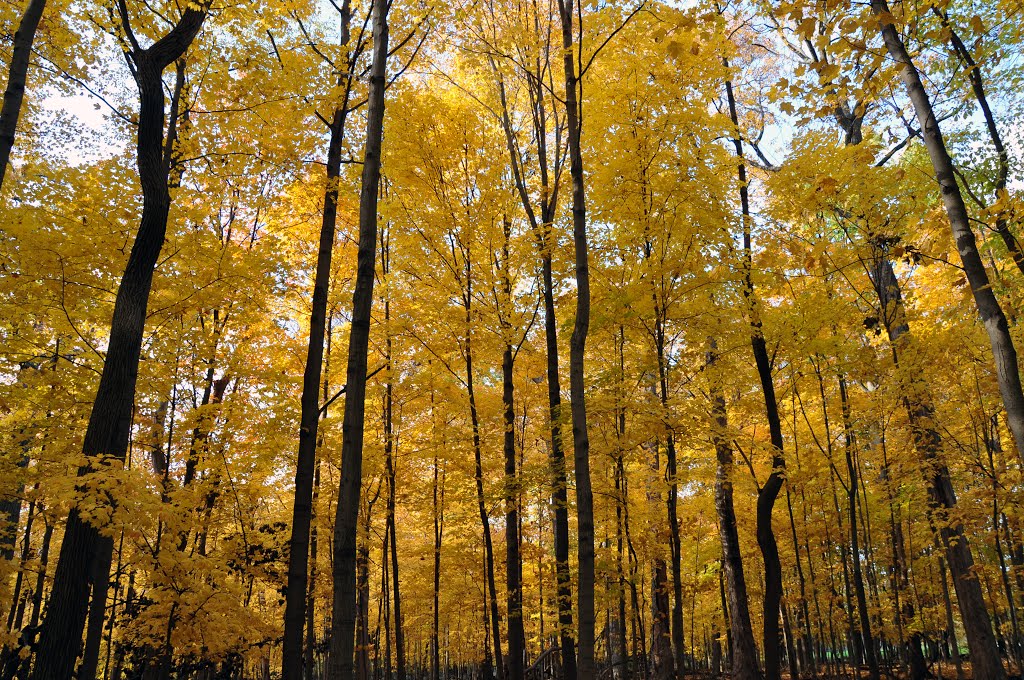 Colors or Autumn - The yellow in St. Paul woods, Мортон Гров