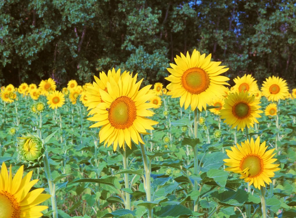 Sunflower Field, Норт Парк