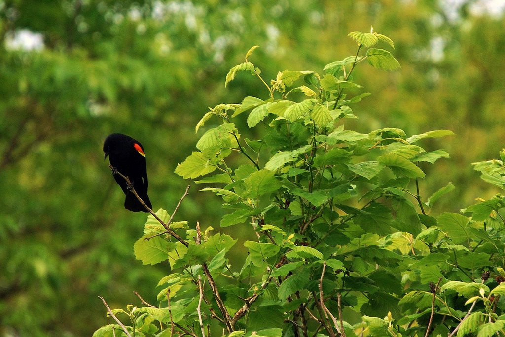 Red Wing On a Branch, Норт Риверсид