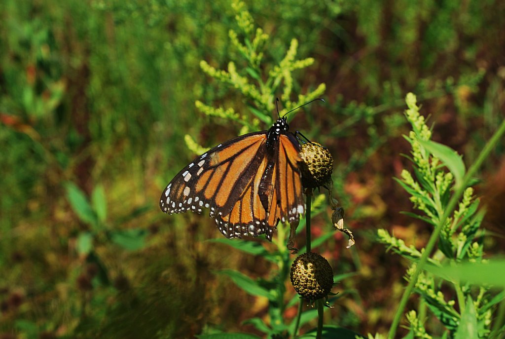 Monarch Butterfly, Нортбрук
