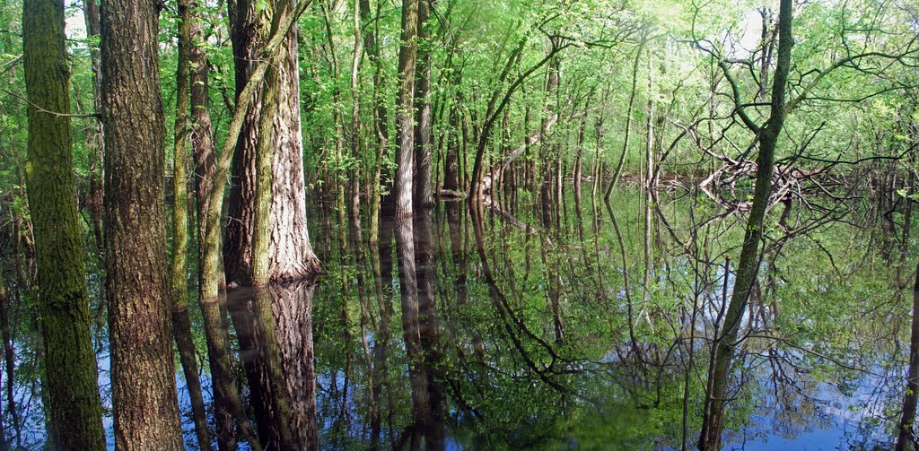 Flooded Forest Panoramio, Нортбрук