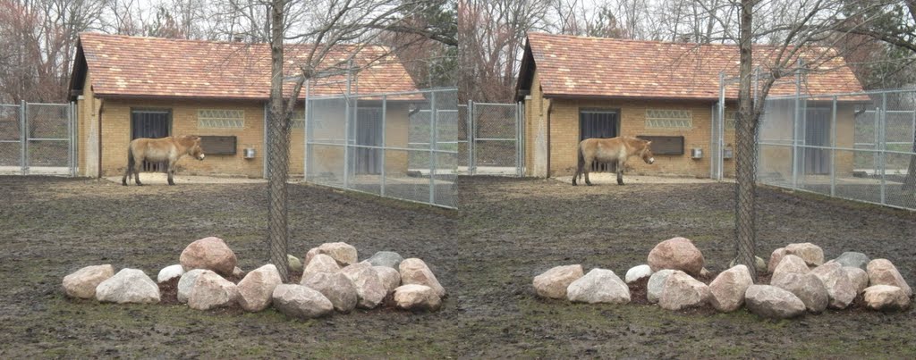 Przewalski horse in 3D., Риверсид