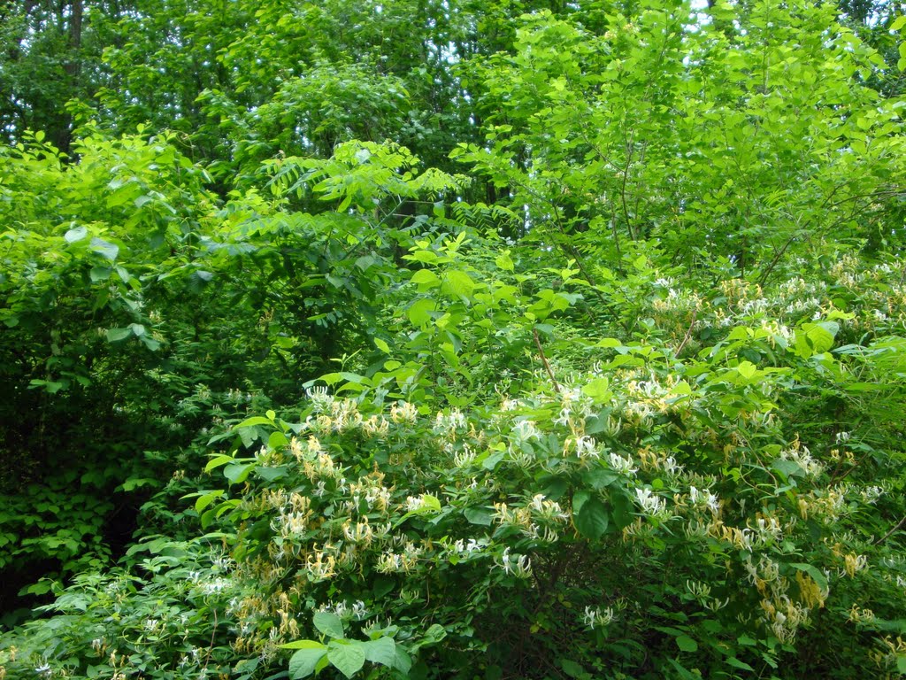 If you dont like the sweet smell of honeysuckle, you wont enjoy Edwardsville bike trails., Саут-Роксана