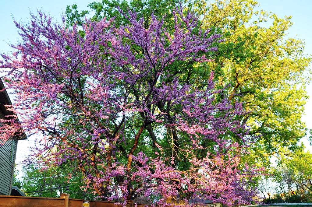 Skokie - Colors of Spring, Скоки