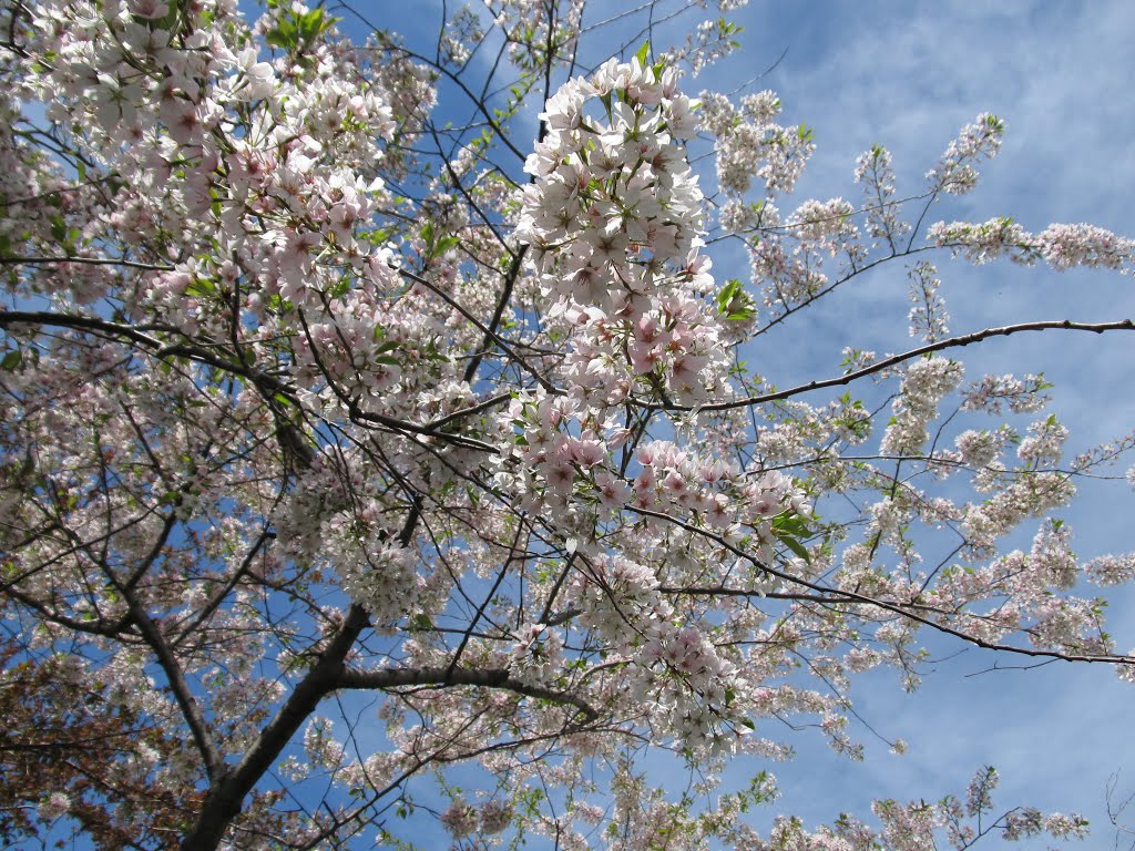 Blue skies viewed through the bright white Japanese cherry tree in bloom, Скоки