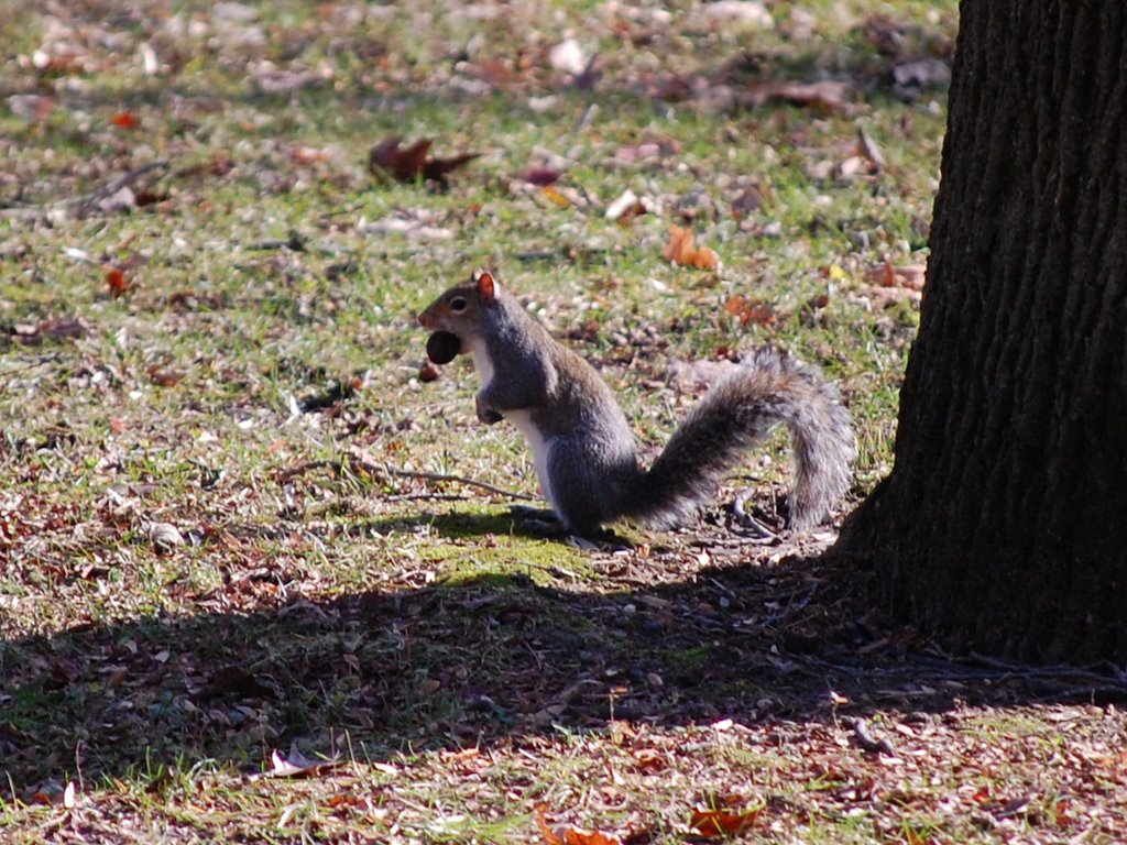 Squirrel with Nut at Crystal Lake Park - Urbana, Illinois, Урбана