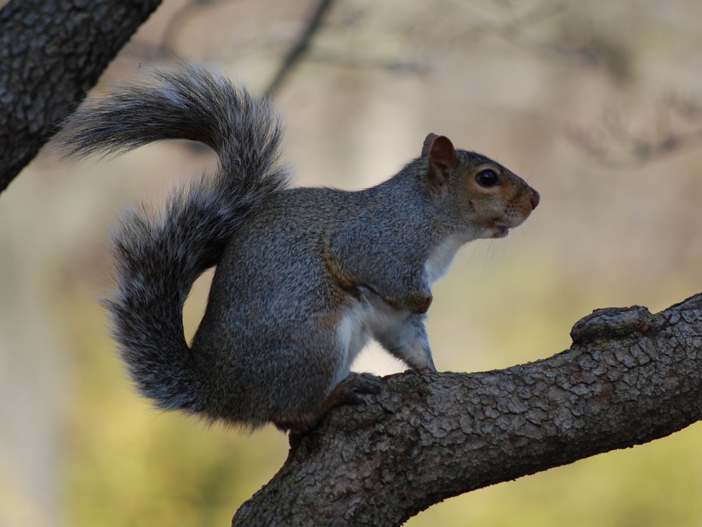 Squirrel in Tree at Crystal Lake Park - Urbana, Illinois, Урбана