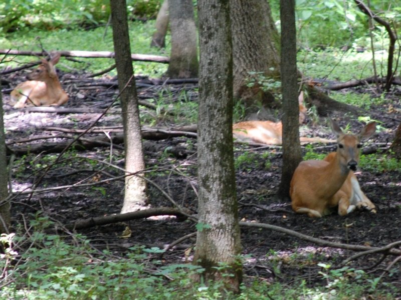 Deer in Busey Woods - Urbana, Illinois, Урбана