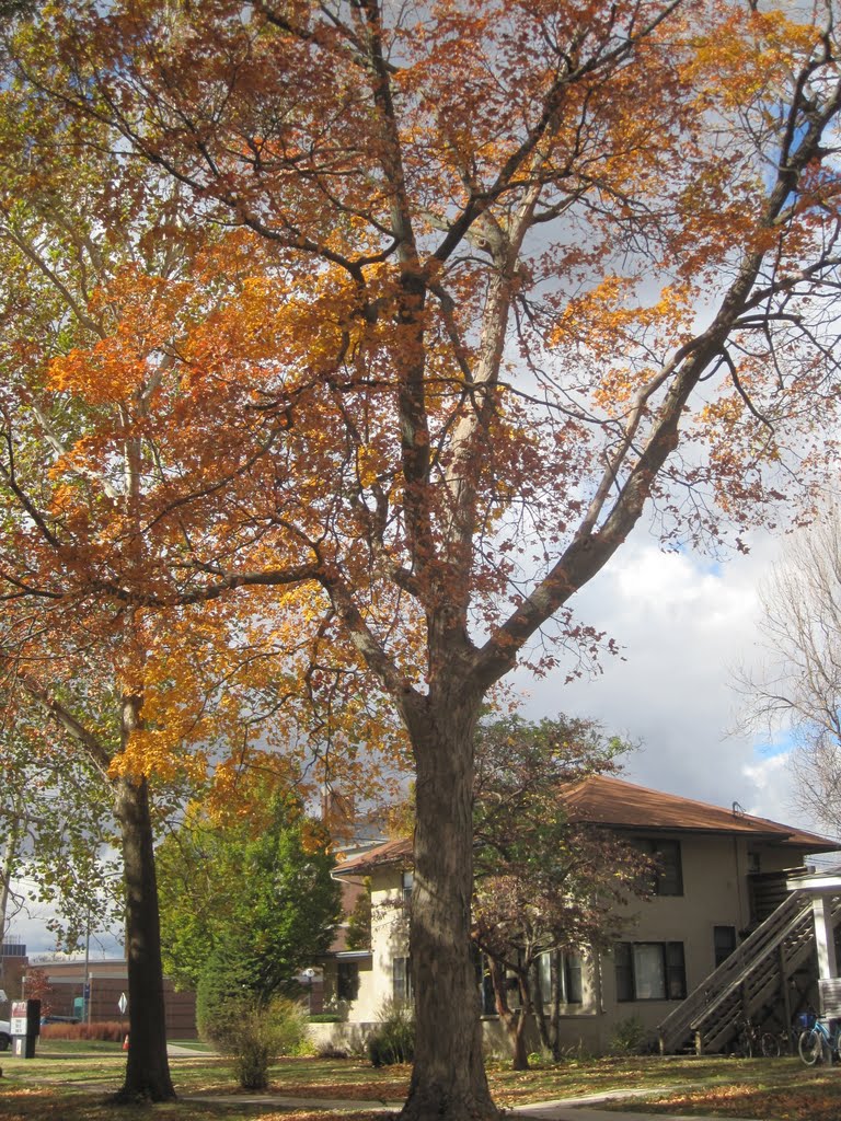 Autumn at Axiom, Урбана