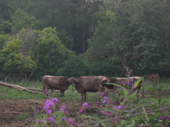 Cows at Traders Point, Алтона