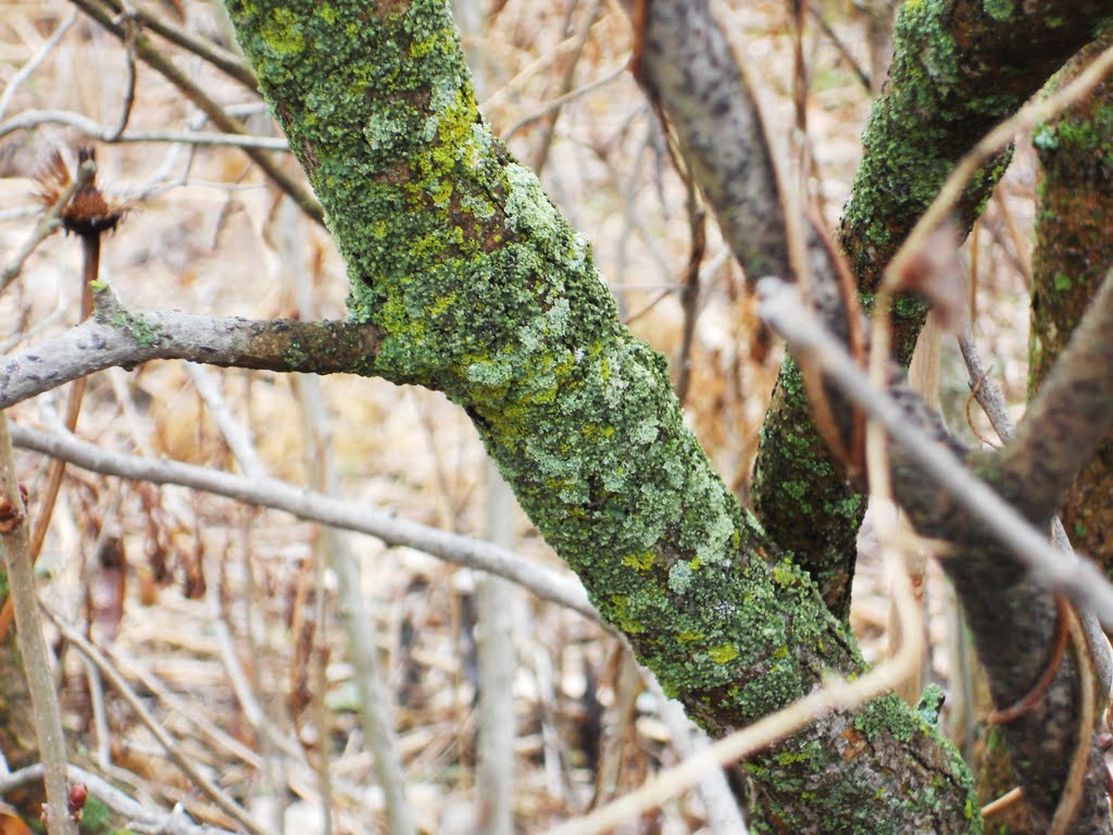 Lichen Growing on Lilac Bush, Андерсон