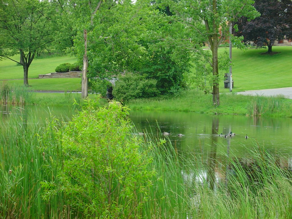 DSC08185  The Pond 6/10/06 - S view, Брук