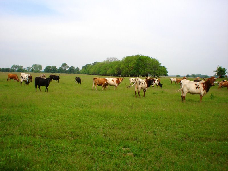 Cattle grazing cool season grasses at Midewin National Tallgrass Prairie, Брук