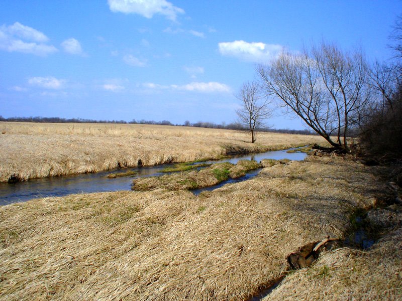 Spring Creek about halfway through its course, Брук