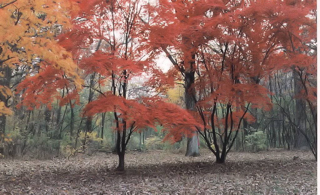 arboretum de chicago-otoño 1998, Брук