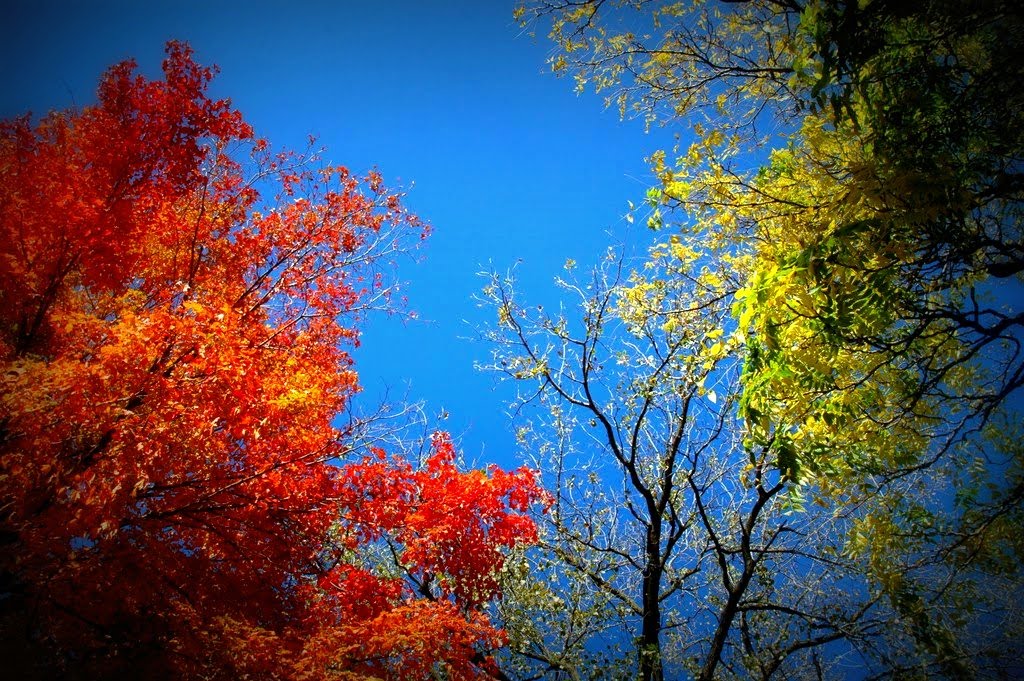 Fall foliage in Indianapolis Indiana, Индианаполис