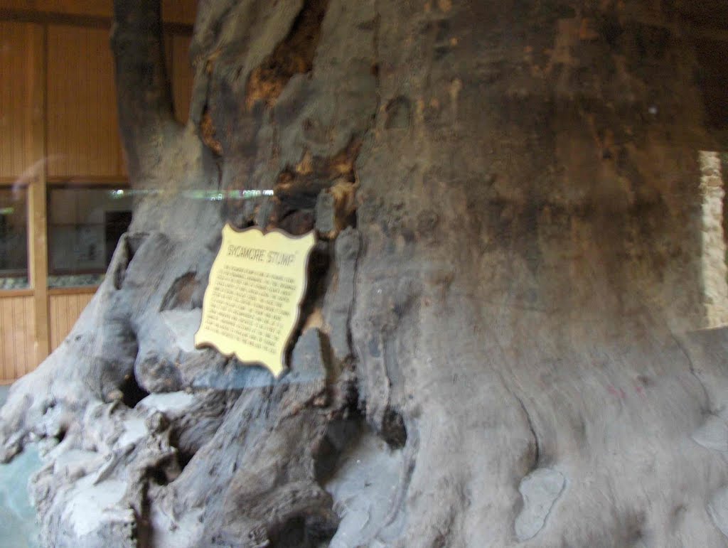 Giant Sycamore Stump, GLCT, Кокомо