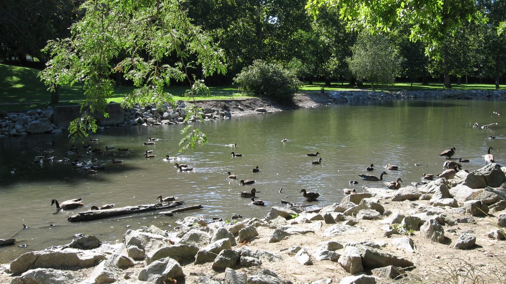 Ducks at the Highland Park, Кокомо