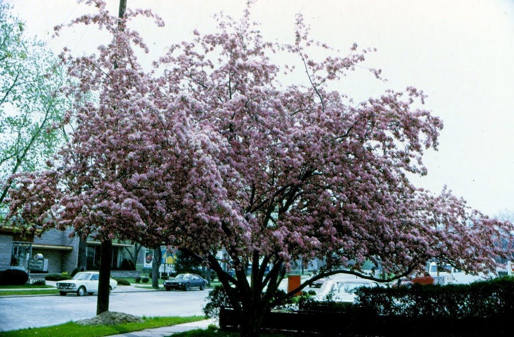 Pink Tree, Хобарт