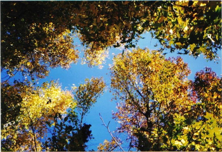 fall colored trees, Азуса