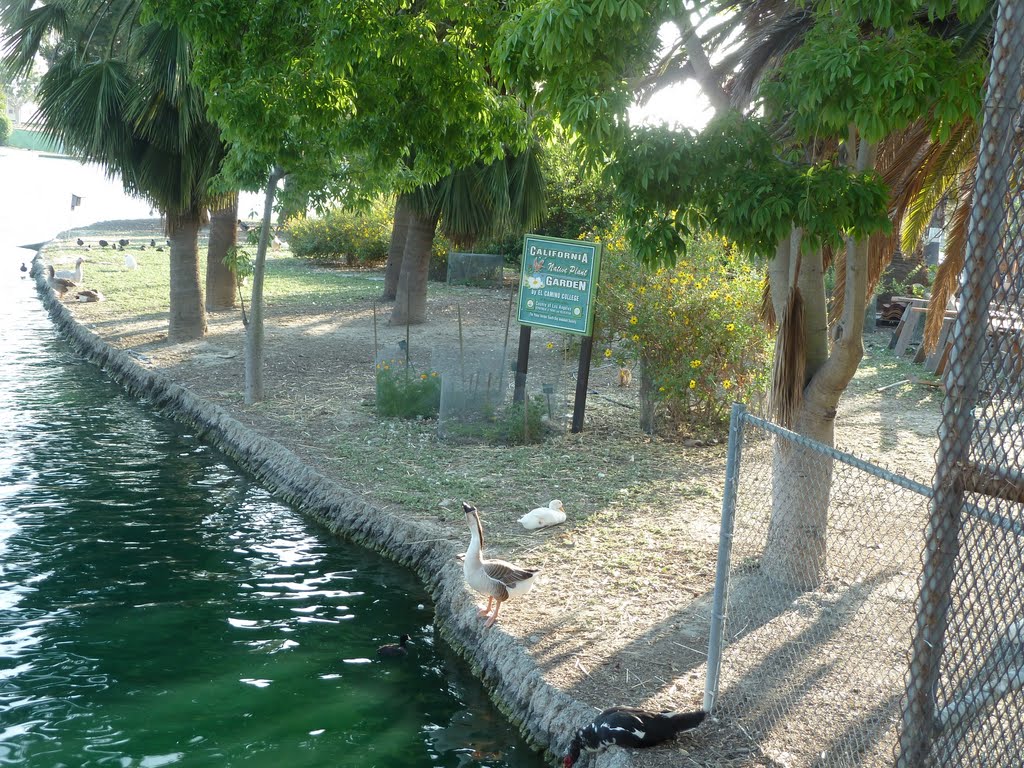 Alondra Park Duck Pond, Алондра-Парк