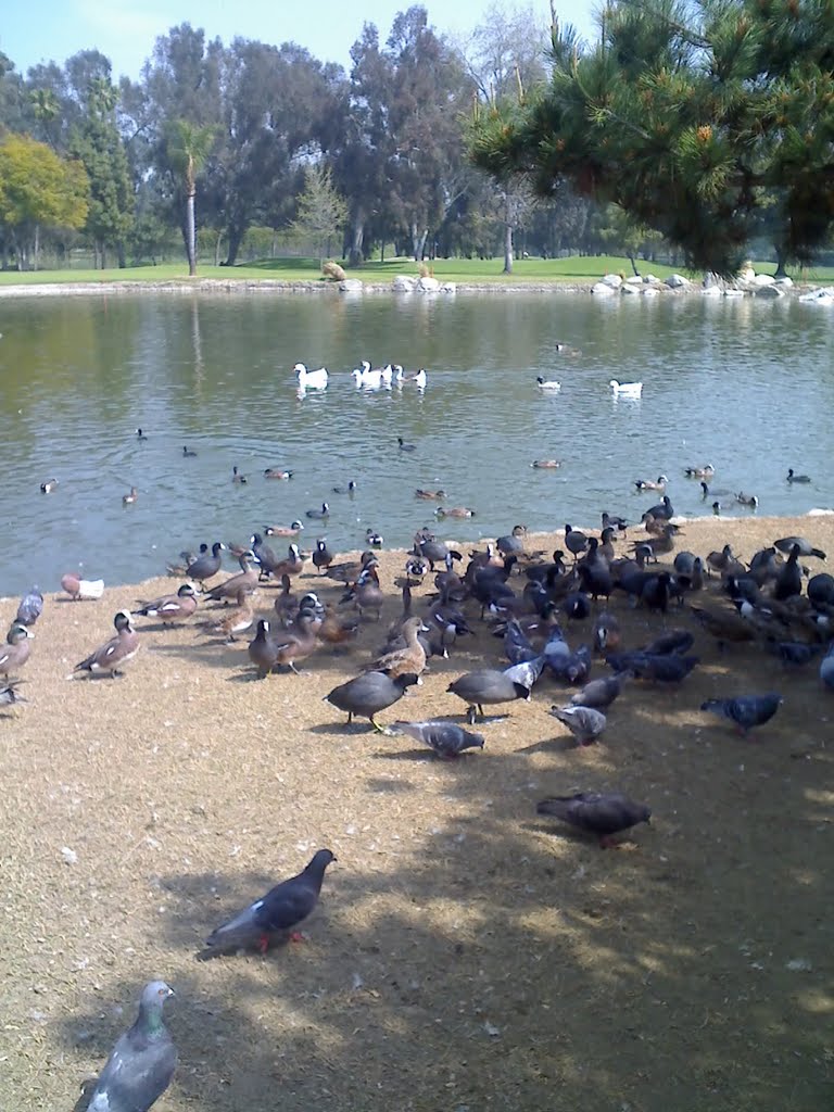 水里鸭子，岸上鸽子。, Альгамбра