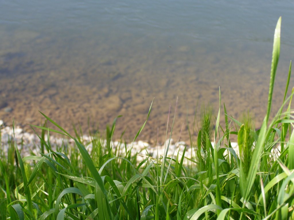 Grass at the American River, Арден