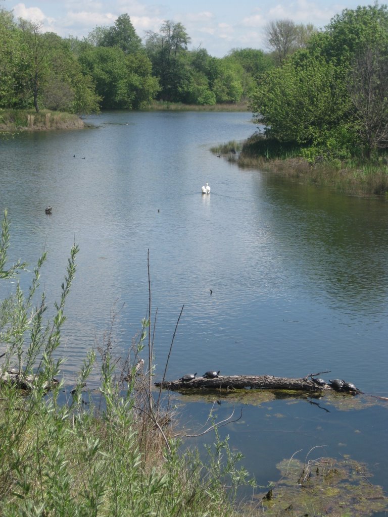 Swan and Turtles, Арден