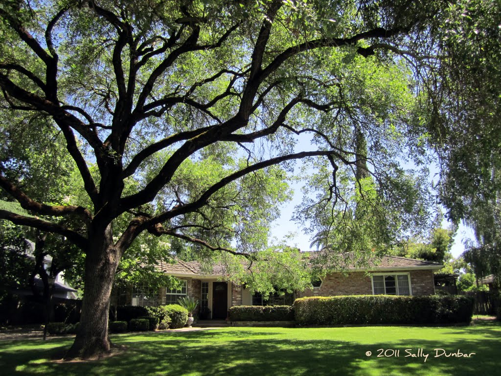 The artistic trunks of well trimmed trees are the perfect frame for homes in Sierra Oaks in Sacramento, CA., Арден