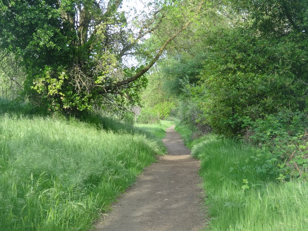 Pioneer Express Trail for Horses, along the Jedediah Smith Memorial Trail, American River Parkway, Sacramento County Regional Park, Арден