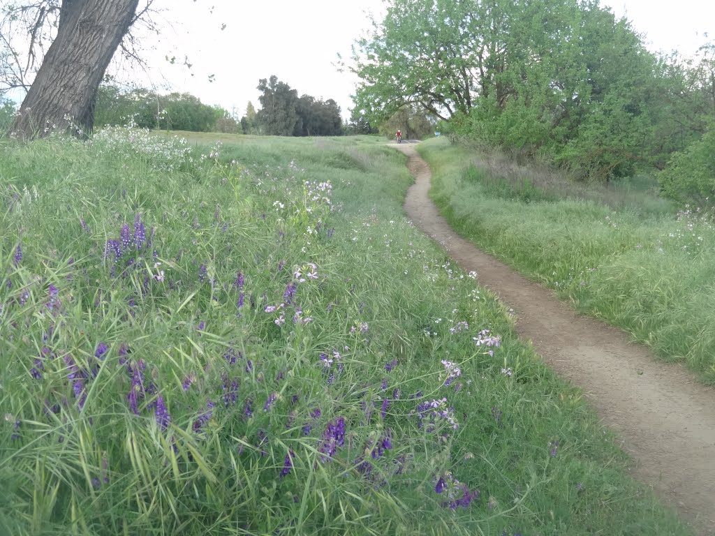 Vetch with Purple Flowers along the historic Pioneer Express Trail for Horses, along the Jedediah Smith Memorial Trail, American River Parkway, Sacramento County Regional Park, Арден