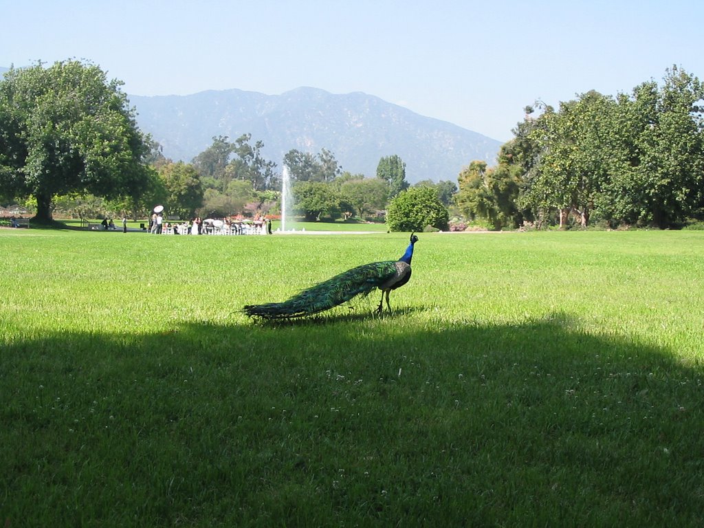 Los Angeles County Arboretum #2, Аркадиа