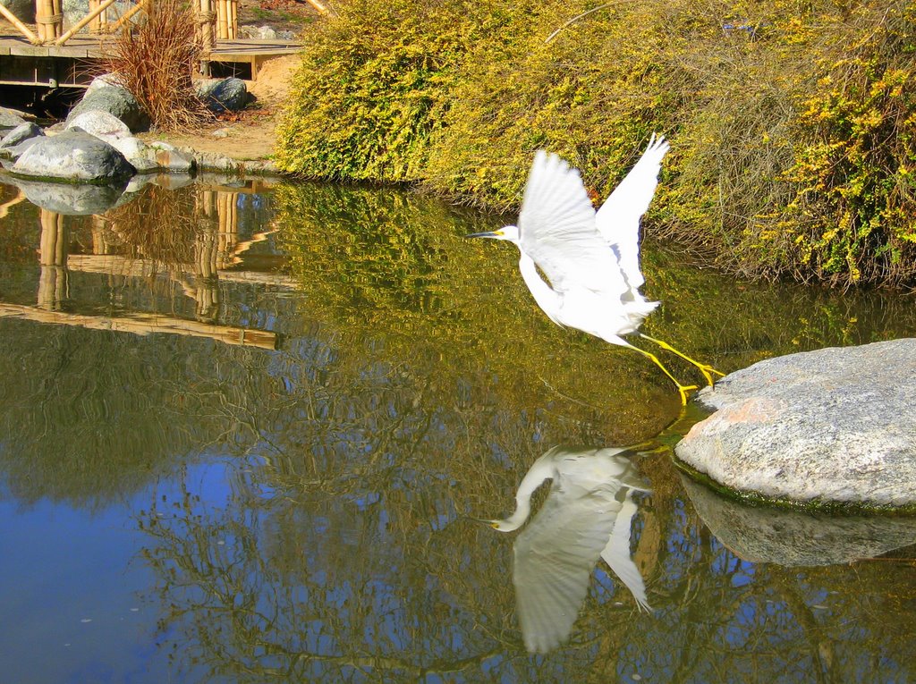 Egret taking flight in search of breakfast, Аркадиа