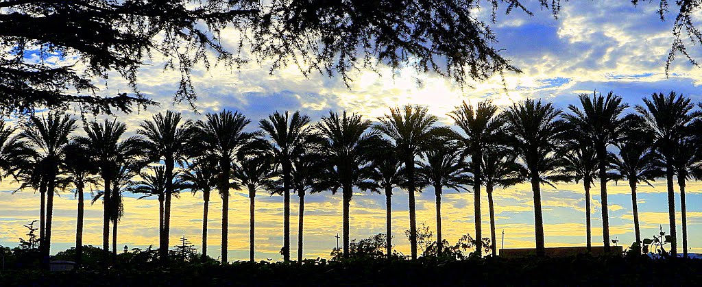 Santa Anita Park • More Palms • Arcadia, Аркадиа