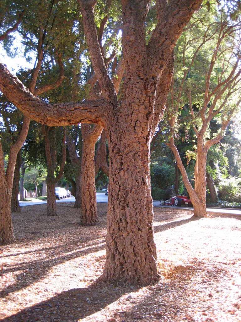 Tree Grove on Bellevue, Барлингейм