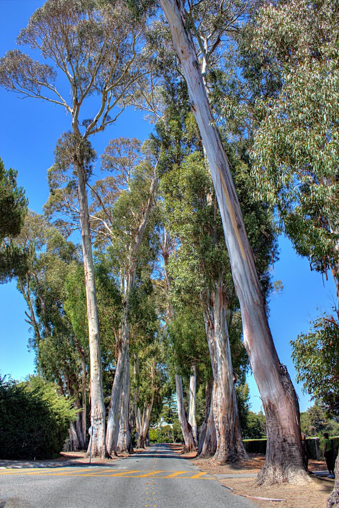 Eucalyptus St., Hillsborough, CA, Барлингейм