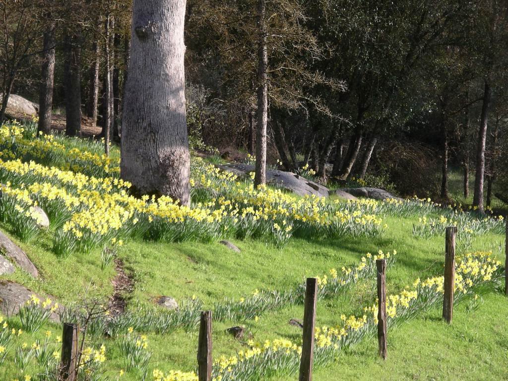 Harrys Daffodils, Блит