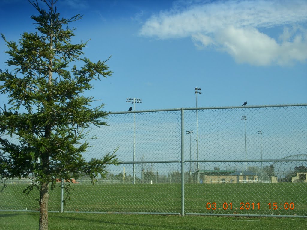 Softball field at Al Patch Park, Вакавилл