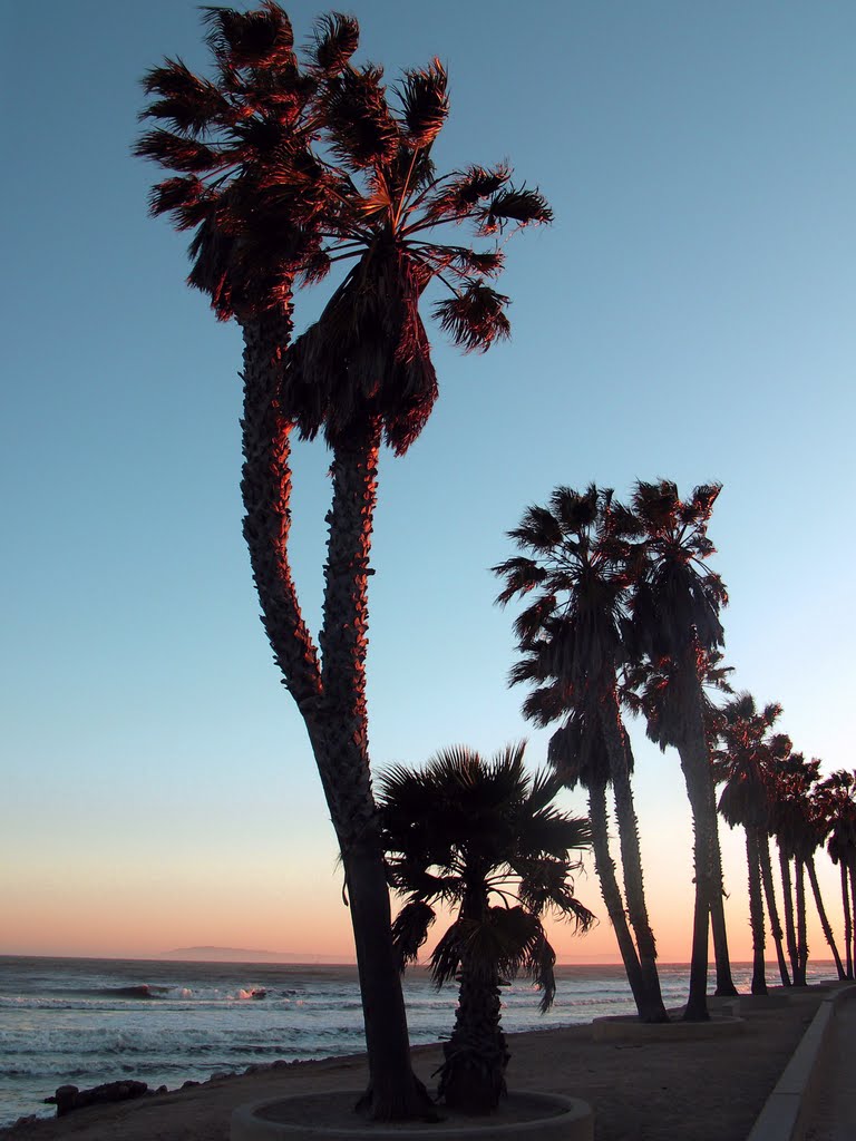 palms at sunset, Ventura, CA, Вентура