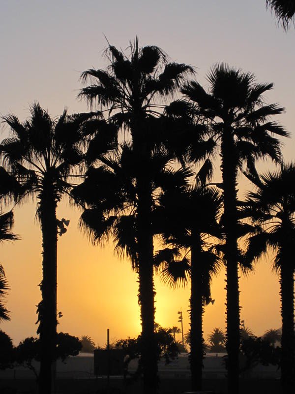 Palm trees in the sunset, Вентура